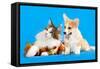 Cat and Dog, Cat Maine Coon and Corgi Puppy-Lilun-Framed Stretched Canvas