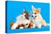 Cat and Dog, Cat Maine Coon and Corgi Puppy-Lilun-Stretched Canvas