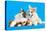 Cat and Dog, Cat Maine Coon and Corgi Puppy-Lilun-Stretched Canvas