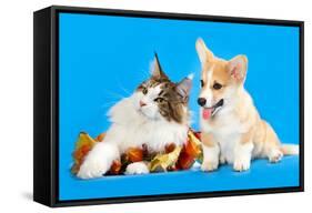 Cat and Dog, Cat Maine Coon and Corgi Puppy-Lilun-Framed Stretched Canvas