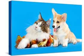 Cat and Dog, Cat Maine Coon and Corgi Puppy-Lilun-Stretched Canvas