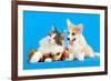 Cat and Dog, Cat Maine Coon and Corgi Puppy-Lilun-Framed Photographic Print