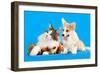 Cat and Dog, Cat Maine Coon and Corgi Puppy-Lilun-Framed Photographic Print