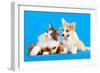 Cat and Dog, Cat Maine Coon and Corgi Puppy-Lilun-Framed Photographic Print