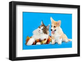 Cat and Dog, Cat Maine Coon and Corgi Puppy-Lilun-Framed Photographic Print