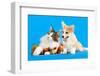 Cat and Dog, Cat Maine Coon and Corgi Puppy-Lilun-Framed Photographic Print