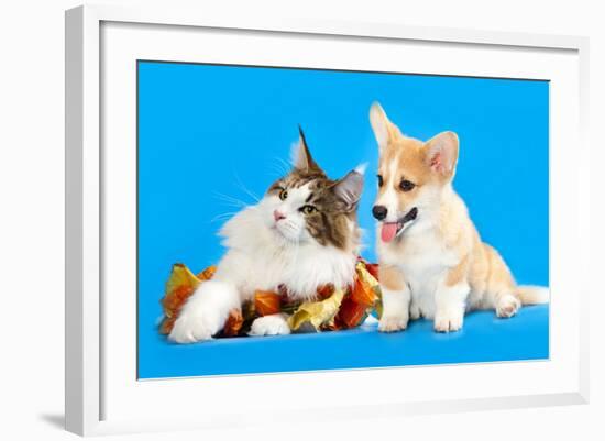 Cat and Dog, Cat Maine Coon and Corgi Puppy-Lilun-Framed Photographic Print