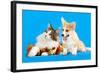 Cat and Dog, Cat Maine Coon and Corgi Puppy-Lilun-Framed Photographic Print