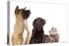 Cat and Dog, Group of Dogs and Kitten  Looking Up-Lilun-Stretched Canvas