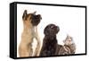 Cat and Dog, Group of Dogs and Kitten  Looking Up-Lilun-Framed Stretched Canvas