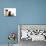 Cat and Dog, Group of Dogs and Kitten  Looking Up-Lilun-Photographic Print displayed on a wall