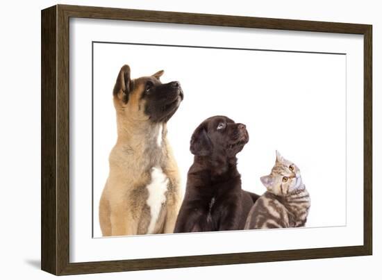 Cat and Dog, Group of Dogs and Kitten  Looking Up-Lilun-Framed Photographic Print