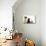 Cat and Dog, Group of Dogs and Kitten  Looking Up-Lilun-Mounted Photographic Print displayed on a wall