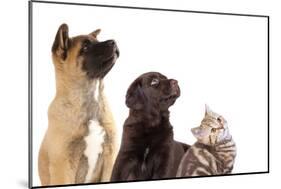 Cat and Dog, Group of Dogs and Kitten  Looking Up-Lilun-Mounted Photographic Print