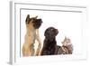 Cat and Dog, Group of Dogs and Kitten  Looking Up-Lilun-Framed Photographic Print