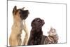 Cat and Dog, Group of Dogs and Kitten  Looking Up-Lilun-Mounted Photographic Print