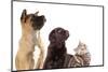 Cat and Dog, Group of Dogs and Kitten  Looking Up-Lilun-Mounted Photographic Print