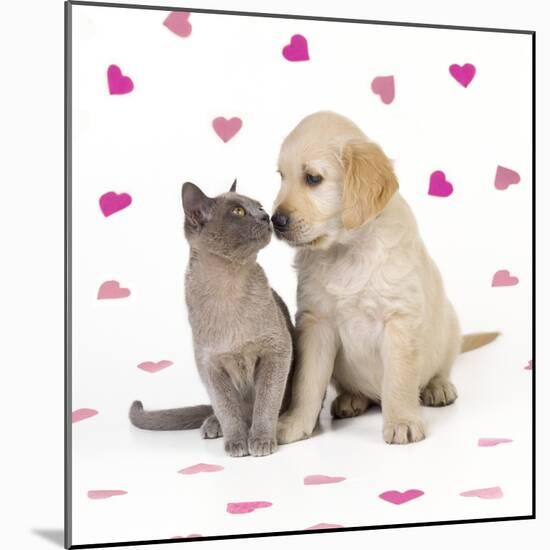 Cat and Dog Kitten and Puppy Nose to Nose with Pink Hearts-null-Mounted Photographic Print