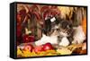 Cat And Dog, Kitten And Puppy-Lilun-Framed Stretched Canvas