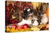 Cat And Dog, Kitten And Puppy-Lilun-Stretched Canvas