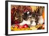 Cat And Dog, Kitten And Puppy-Lilun-Framed Photographic Print