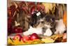 Cat And Dog, Kitten And Puppy-Lilun-Mounted Photographic Print