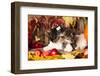 Cat And Dog, Kitten And Puppy-Lilun-Framed Photographic Print