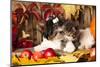 Cat And Dog, Kitten And Puppy-Lilun-Mounted Photographic Print