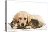 Cat and Dog Labrador Puppy and Norwegian Forest Cat Kitten-null-Stretched Canvas