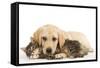 Cat and Dog Labrador Puppy and Norwegian Forest Cat Kitten-null-Framed Stretched Canvas