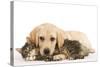 Cat and Dog Labrador Puppy and Norwegian Forest Cat Kitten-null-Stretched Canvas