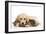 Cat and Dog Labrador Puppy and Norwegian Forest Cat Kitten-null-Framed Photographic Print