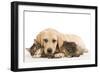 Cat and Dog Labrador Puppy and Norwegian Forest Cat Kitten-null-Framed Photographic Print