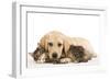 Cat and Dog Labrador Puppy and Norwegian Forest Cat Kitten-null-Framed Photographic Print