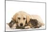 Cat and Dog Labrador Puppy and Norwegian Forest Cat Kitten-null-Mounted Photographic Print