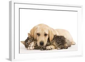 Cat and Dog Labrador Puppy and Norwegian Forest Cat Kitten-null-Framed Photographic Print