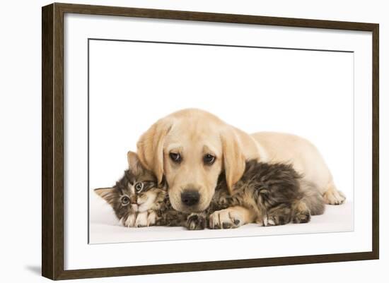 Cat and Dog Labrador Puppy and Norwegian Forest Cat Kitten-null-Framed Photographic Print