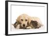 Cat and Dog Labrador Puppy and Norwegian Forest Cat Kitten-null-Framed Photographic Print