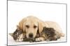 Cat and Dog Labrador Puppy and Norwegian Forest Cat Kitten-null-Mounted Photographic Print