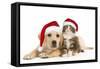 Cat and Dog Labrador Puppy and Norwegian Forest-null-Framed Stretched Canvas