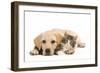 Cat and Dog Labrador Puppy and Norwegian Forest-null-Framed Photographic Print