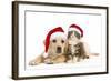 Cat and Dog Labrador Puppy and Norwegian Forest-null-Framed Photographic Print