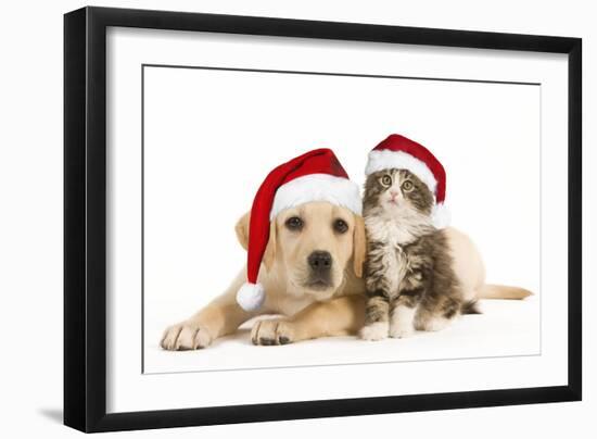 Cat and Dog Labrador Puppy and Norwegian Forest-null-Framed Photographic Print