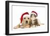 Cat and Dog Labrador Puppy and Norwegian Forest-null-Framed Photographic Print
