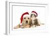 Cat and Dog Labrador Puppy and Norwegian Forest-null-Framed Photographic Print