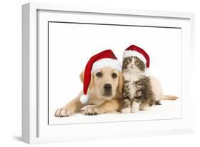 Cat and Dog Labrador Puppy and Norwegian Forest-null-Framed Photographic Print