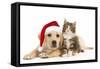 Cat and Dog Labrador Puppy in Christmas Hat And-null-Framed Stretched Canvas