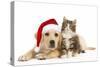 Cat and Dog Labrador Puppy in Christmas Hat And-null-Stretched Canvas