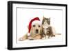 Cat and Dog Labrador Puppy in Christmas Hat And-null-Framed Photographic Print