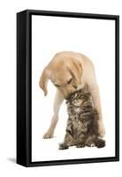 Cat and Dog Labrador Puppy 'Kissing' Norwegian-null-Framed Stretched Canvas